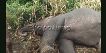 ಅಕ್ರಮ ವಿದ್ಯುತ್ ಸಂಪರ್ಕದ ತಂತಿಗೆ ಬಲಿಯಾಯ್ತು ಗಂಡು ಕಾಡಾನೆ | ದೂರು ದಾಖಲು