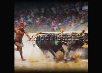 ಬೆಂಗಳೂರಿನಲ್ಲಿ ಮೊಟ್ಟ ಮೊದಲ ಕಂಬಳಕ್ಕೆ ಕೌಂಟ್ ಡೌನ್: ಎಷ್ಟು ಕೋಣಗಳು ಪಾಲ್ಗೊಳ್ಳಲಿವೆ?