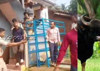 ಸೊರಬದಲ್ಲೊಂದು ಪ್ರಕರಣ | ಕಾಡು ಕೋಣ ಬೇಟೆ | ಪ್ರಾಣಿ ಭಕ್ಷಕ ಮುನೀರ್ ಬಂಧನ