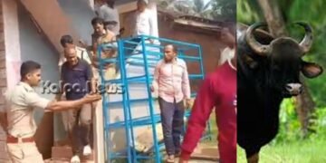 ಸೊರಬದಲ್ಲೊಂದು ಪ್ರಕರಣ | ಕಾಡು ಕೋಣ ಬೇಟೆ | ಪ್ರಾಣಿ ಭಕ್ಷಕ ಮುನೀರ್ ಬಂಧನ