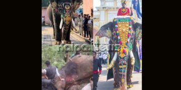 8 ಬಾರಿ ದಸರಾ ಅಂಬಾರಿ ಹೊತ್ತಿದ್ದ ಅರ್ಜುನ ಕಾಡಾನೆ ದಾಳಿಗೆ ಬಲಿ