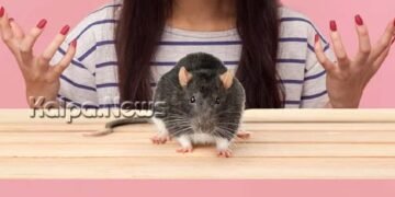 ತನ್ನ ಕೈ ಕಚ್ಚಿದ `ಇಲಿ’ಯ ವಿರುದ್ಧ ಸೇಡು ತೀರಿಸಿಕೊಂಡ ಯುವತಿ | ಆದರೆ ಹೇಗೆ ಗೊತ್ತಾ?