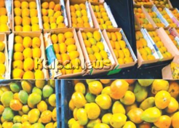 ಶಿವಮೊಗ್ಗ | ಗುಡ್ ನ್ಯೂಸ್ | ನಗರದಲ್ಲಿ 3 ದಿನ ಮಾವು ಮೇಳ | ವೆರೈಟಿ ಮ್ಯಾಂಗೋಗಾಗಿ ಭೇಟಿ ನೀಡಿ