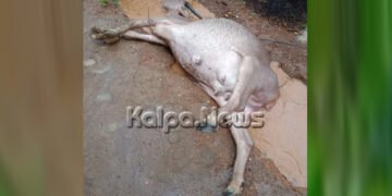 ಸೊರಬ: ವಿದ್ಯುತ್ ಪ್ರವಹಿಸಿ ಎಮ್ಮೆ ಸಾವು