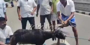 ಮೇಕೆ ಕತ್ತು ಕತ್ತರಿಸಿ ಡಿಎಂಕೆ ಕಾರ್ಯಕರ್ತರ ಸಂಭ್ರಮಾಚರಣೆ | ಸಾಮಾಜಿಕ ಜಾಲತಾಣದಲ್ಲಿ ವಿಡಿಯೋ ವೈರಲ್