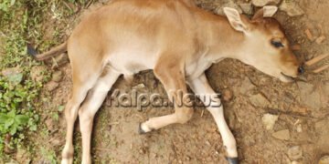 ಸೊರಬ | ಅಪರಿಚಿತ ವಾಹನ ಡಿಕ್ಕಿಗೆ ದನಗಳ ಭೀಕರ ಸಾವು | ಬಿಡಾಡಿ ದನಗಳ ಮಾಲೀಕರ ವಿರುದ್ಧ ಕ್ರಮಕ್ಕೆ ಆಗ್ರಹ