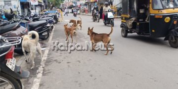 ಶಿವಮೊಗ್ಗ | ನಗರದಾದ್ಯಂತ ಹೆಚ್ಚಾಗಿದೆ ಈ ಸಮಸ್ಯೆ | ಪಾಲಿಕೆ ನಿರ್ಲಕ್ಷಕ್ಕೆ ಸಾರ್ವಜನಿಕರ ಆಕ್ರೋಶ