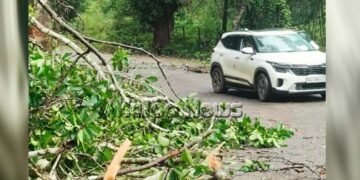 ನಿರಂತರ ಮಳೆ | ರಸ್ತೆಗೆ ಉರುಳಿದ ಬೃಹತ್ ಮರ | ವಾಹನ ಸಂಚಾರ ಅಸ್ತವ್ಯಸ್ತ