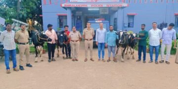 ಶಿರಾಳಕೊಪ್ಪ | ಪೊಲೀಸ್ ಕಾರ್ಯಾಚರಣೆ | ಕಳುವಾಗಿದ್ದ ಹಸುಗಳ ಪತ್ತೆ | ಆರೋಪಿ ಬಂಧನ