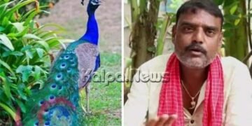 ಯೂಟ್ಯೂಬ್ ವೀಕ್ಷಣೆ ಹೆಚ್ಚಿಸಿಕೊಳ್ಳಲು ರಾಷ್ಟ್ರಪಕ್ಷಿ ಕೊಂದು ಅಡುಗೆ ಮಾಡಿದ ಭೂಪ: ಈಗ ಪೊಲೀಸರ ಅತಿಥಿ
