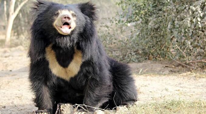 ಭದ್ರಾವತಿ | ಆತಂಕ ಮೂಡಿಸಿದ್ದ ಕರಡಿ ಅರಣ್ಯ ಇಲಾಖೆ ಬೋನಿಗೆ