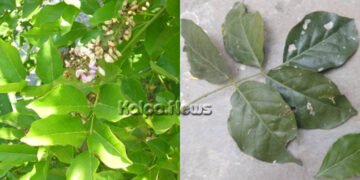 ಹೊಂಗೆ ಮರ ಎಂಬ ಪ್ರಕೃತಿ ನೀಡಿರುವ ಅಮೂಲ್ಯ ವರದಾನ