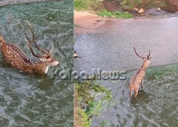 ದಾರಿತಪ್ಪಿ ಬಂದು ಡ್ಯಾಮ್ ನೀರಿಗಿಳಿದ ಜಿಂಕೆ | ಅದೃಷ್ಟವಶಾತ್ ಪ್ರಾಣಾಪಾಯದಿಂದ ಪಾರು