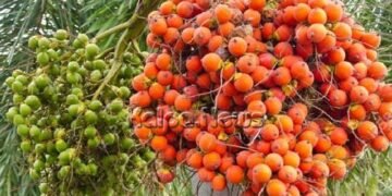 ಭದ್ರಾವತಿ | ರಾತ್ರೋರಾತ್ರಿ ಮರದಿಂದಲೇ ಕ್ವಿಂಟಾಲ್’ಗಟ್ಟಲೆ ಅಡಿಕೆಗೊಂಚಲು ಕಳುವು | ಪ್ರಕರಣ ದಾಖಲು