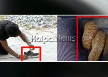 ಶಿವಮೊಗ್ಗ | ಶೂ ಒಳಗೆ ಬುಸುಗುಟ್ಟಿದ ನಾಗರ ಹಾವು!