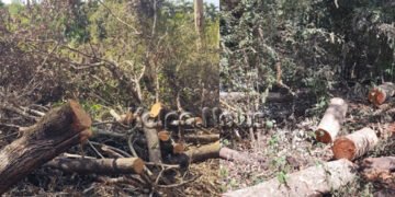 ಸೊರಬ | ಪಾರಂಪರಿಕ ಕಾಡಿಗೆ ದುಷ್ಕರ್ಮಿಗಳ ಲಗ್ಗೆ | ಅಪಾರ ಪ್ರಮಾಣದ ಮರಗಳ ಮಾರಣ