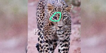 ಲಕ್ಕವಳ್ಳಿ | ಚಿರತೆ ದುರ್ಮರಣ | ಪ್ರಕರಣ ತಡವಾಗಿ ಬೆಳಕಿಗೆ | ಘಟನೆ ನಡೆದಿದ್ದು ಹೇಗೆ?