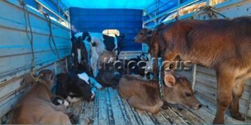 ಭದ್ರಾವತಿ | ನಿಲ್ಲದ ಗೋ ಹತ್ಯೆ | ಪೊಲೀಸರ ದಾಳಿ | 13 ಎಳೆ ಕರು ಸೇರಿ 15 ಹಸುಗಳ ರಕ್ಷಣೆ