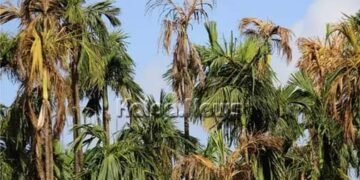 ಮಲೆನಾಡಿನ ಎಲೆಚುಕ್ಕಿ ರೋಗ | ಸಂಕಷ್ಟದಲ್ಲಿರುವ ರೈತರ ನೆರವಿಗೆ ಬಜೆಟ್’ನಲ್ಲಿ ಘೋಷಣೆ