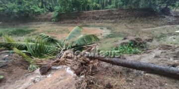 ಹಿಂಡ್ಲೆಮನೆ: ಬಿರುಗಾಳಿ ಸಹಿತ ಮಳೆಗೆ ನೆಲಕಚ್ಚಿದ ನೂರಾರು ಅಡಿಕೆ ಮರಗಳು, ಲಕ್ಷಾಂತರ ರೂ. ನಷ್ಟ !