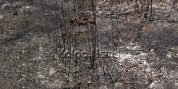 ಸೊರಬ | ಶೀಗೇಹಳ್ಳಿ ಸಮೀಪ ಅರಣ್ಯಕ್ಕೆ ಬೆಂಕಿ | ಅಪಾರ ಪ್ರಾಕೃತಿಕ ಸಂಪತ್ತು ನಾಶ