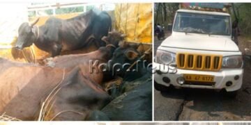 ಭದ್ರಾವತಿ-ಸೊರಬ | ಅಕ್ರಮವಾಗಿ ಸಾಗಿಸುತ್ತಿದ್ದ ಗೋವುಗಳ ರಕ್ಷಣೆ | ಮಾಹಿತಿ ನೀಡಿದ್ದು ಯಾರು?