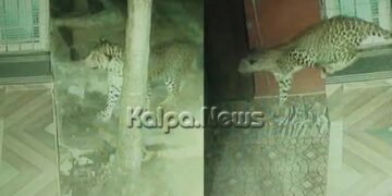 ಕೂಡ್ಲಿಗಿರೆ ಸಮೀಪದ ಫಾರಂನಲ್ಲಿ ಚಿರತೆ ಪ್ರತ್ಯಕ್ಷ | ಸಿಸಿ ಕ್ಯಾಮೆರಾದಲ್ಲಿ ದೃಶ್ಯ ಸೆರೆ