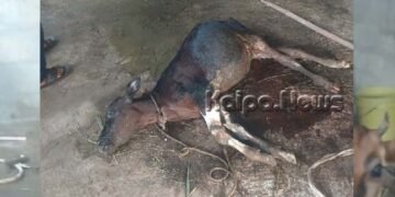 ಚಿರತೆ ದಾಳಿ | ಹಸು ಸಾವು