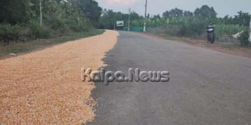 ರಸ್ತೆ ಬದಿಯಲ್ಲಿ ಮೆಕ್ಕೆಜೋಳ ಒಕ್ಕರಣೆ | ಅಪಘಾತಗಳಾದರೂ ಎಚ್ಚೆತ್ತುಕೊಳ್ಳದ ರೈತರು