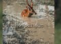 Representational Image Only