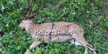 ಸೊರಬ | ವಾಹನ ಡಿಕ್ಕಿ | ಜಿಂಕೆ ಸಾವು