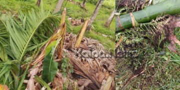ಕಾಡಾನೆ ದಾಳಿ | ಅಪಾರ ಬೆಳೆ ನಾಶ | ರೈತ ಕಂಗಾಲು