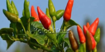 ಮರೆಯಾಗುತ್ತಿದೆ ಮಲೆನಾಡಿನ ಪರಿಸರದೊಳಗೆ ಈ ಗಾಂಧಾರಿ ಮೆಣಸು ..!