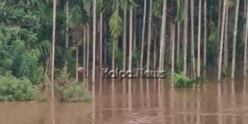 ಶಿವಮೊಗ್ಗ | ಉಕ್ಕಿ ಹರಿಯುತ್ತಿರುವ ತುಂಗಾ ನದಿ | ಮತ್ತೂರಿನಲ್ಲಿ ತೋಟಗಳಿಗೆ ನುಗ್ಗಿದ ನೀರು