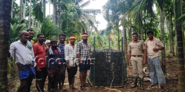 ಹೊಳಲೂರು | ಅರಣ್ಯ ಇಲಾಖೆ ಬೋನಿಗೆ ಬಿದ್ದ ಕರಡಿ