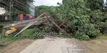 ಶಿವಮೊಗ್ಗ | ವಿದ್ಯುತ್ ಟ್ರಾನ್ಸ್ಫಾಮರ್ ಮೇಲೆ ಉರುಳಿದ ಬೃಹತ್ ಮರ | ತಪ್ಪಿದ ಅನಾಹುತ