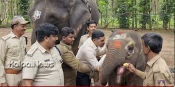 ಶಿವಮೊಗ್ಗ | ಸಕ್ರೆಬೈಲು ಆನೆ ಬಿಡಾರದ ಮರಿಗಳಿಗೆ ಶಾಸ್ತ್ರೋಕ್ತ ನಾಮಕರಣ
