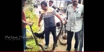 ಭದ್ರಾವತಿ : ಚರಂಡಿ ಸ್ವಚ್ಛಗೊಳಿಸುವಾಗ ಬಾರಿ ಗಾತ್ರದ ಹೆಬ್ಬಾವು ಪತ್ತೆ 