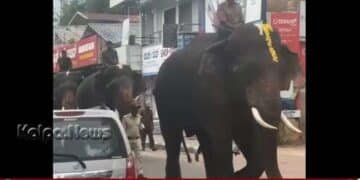 ಶಿವಮೊಗ್ಗಕ್ಕೆ ಬಂದ ದಸರಾ ಆನೆಗಳು | ನಗರದಲ್ಲಿ ತಾಲೀಮು ಆರಂಭ | ಸಂಭ್ರಮದಲ್ಲಿ ಜನ