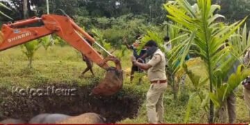 ಹುಂಚ ಭಾಗದಲ್ಲಿ ಕಾಡುಕೋಣಗಳ ಮಾರಣಹೋಮಕ್ಕೆ ಅಂತ್ಯ ಯಾವಾಗ?