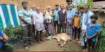 ಆಹಾರ ಅರಸಿಕೊಂಡು ನಾಡಿಗೆ ಬಂದ ಜಿಂಕೆ | ಮಾನವೀಯತೆ ಮೆರೆದ ಗ್ರಾಮಸ್ಥರು