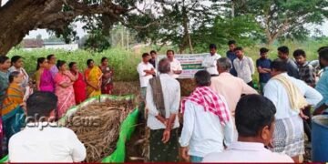 ಅಡಿಕೆ ತೋಟದಲ್ಲಿ ಅಂತರ ಬೆಳೆಗಳು ರೈತರಿಗೆ ವರದಾನ