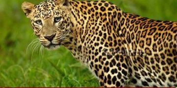 ಭದ್ರಾವತಿ | ಜನವಸತಿ ಪ್ರದೇಶದಲ್ಲಿ ಕುರಿ ಹೊತ್ತೊಯ್ದ ಚಿರತೆ | ಸ್ಥಳೀಯರಲ್ಲಿ ಆತಂಕ