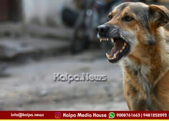 ಕೇರಳ | 10 ವರ್ಷದಲ್ಲಿ ಬೀದಿ ನಾಯಿ ಕಡಿತಕ್ಕೆ 118 ಮಂದಿ ಬಲಿ