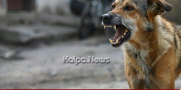 ಕೇರಳ | 10 ವರ್ಷದಲ್ಲಿ ಬೀದಿ ನಾಯಿ ಕಡಿತಕ್ಕೆ 118 ಮಂದಿ ಬಲಿ
