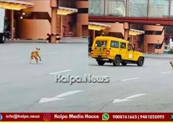 ಬೆಂಗಳೂರು | ಏರ್’ಪೋರ್ಟ್ ರನ್’ವೇನಲ್ಲಿ ಬೀದಿನಾಯಿಗಳು | ಕೆಲಕಾಲ ಆತಂಕ