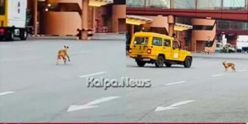 ಬೆಂಗಳೂರು | ಏರ್’ಪೋರ್ಟ್ ರನ್’ವೇನಲ್ಲಿ ಬೀದಿನಾಯಿಗಳು | ಕೆಲಕಾಲ ಆತಂಕ