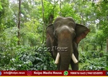 ಚಿಕ್ಕಮಗಳೂರು | ಆನೆ ದಾಳಿಗೆ ಮತ್ತೋರ್ವ ಕಾರ್ಮಿಕ ಬಲಿ