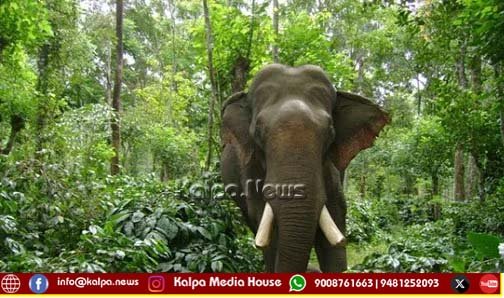 ಚಿಕ್ಕಮಗಳೂರು | ಆನೆ ದಾಳಿಗೆ ಮತ್ತೋರ್ವ ಕಾರ್ಮಿಕ ಬಲಿ