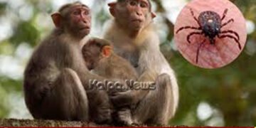 ಶಿವಮೊಗ್ಗ | ಕೋಣಂದೂರಿನ ಇಬ್ಬರಲ್ಲಿ ಕೆ.ಎಫ್.ಡಿ. ಸೋಂಕು ಪತ್ತೆ